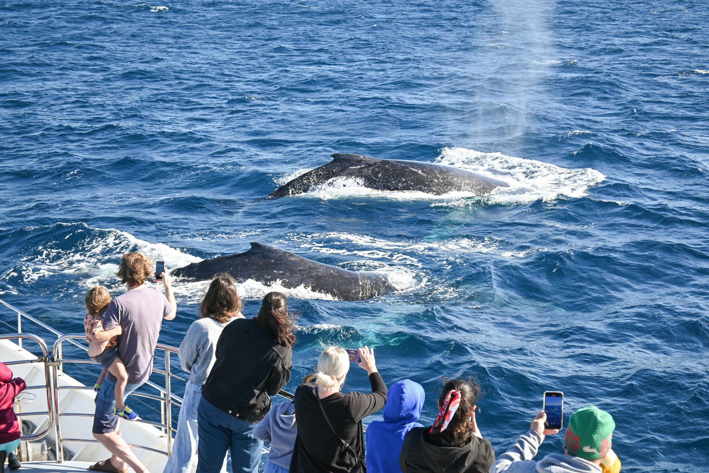 Guests watching two humpback whales from the deck