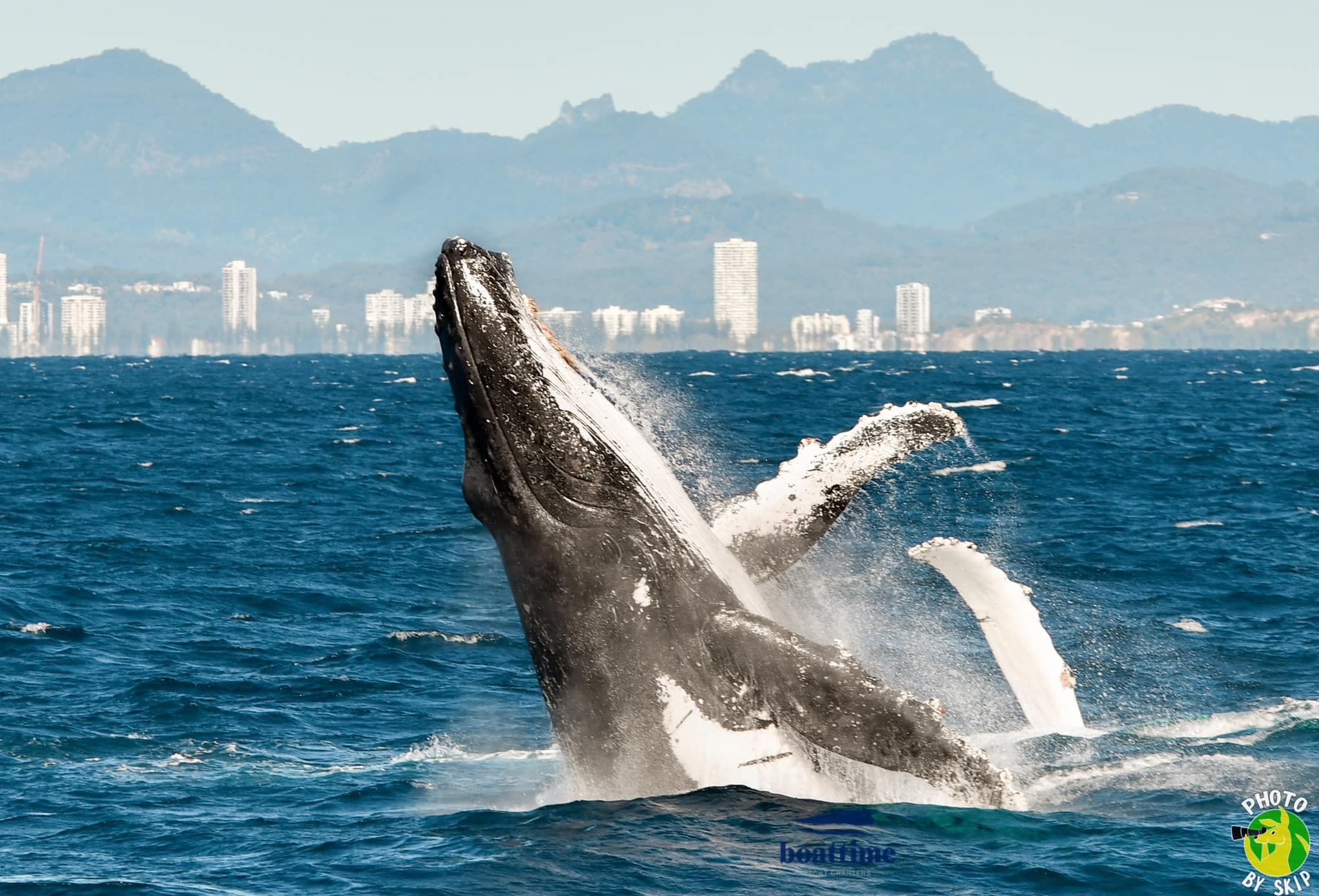 Humpback whale beside the Boattime vessel