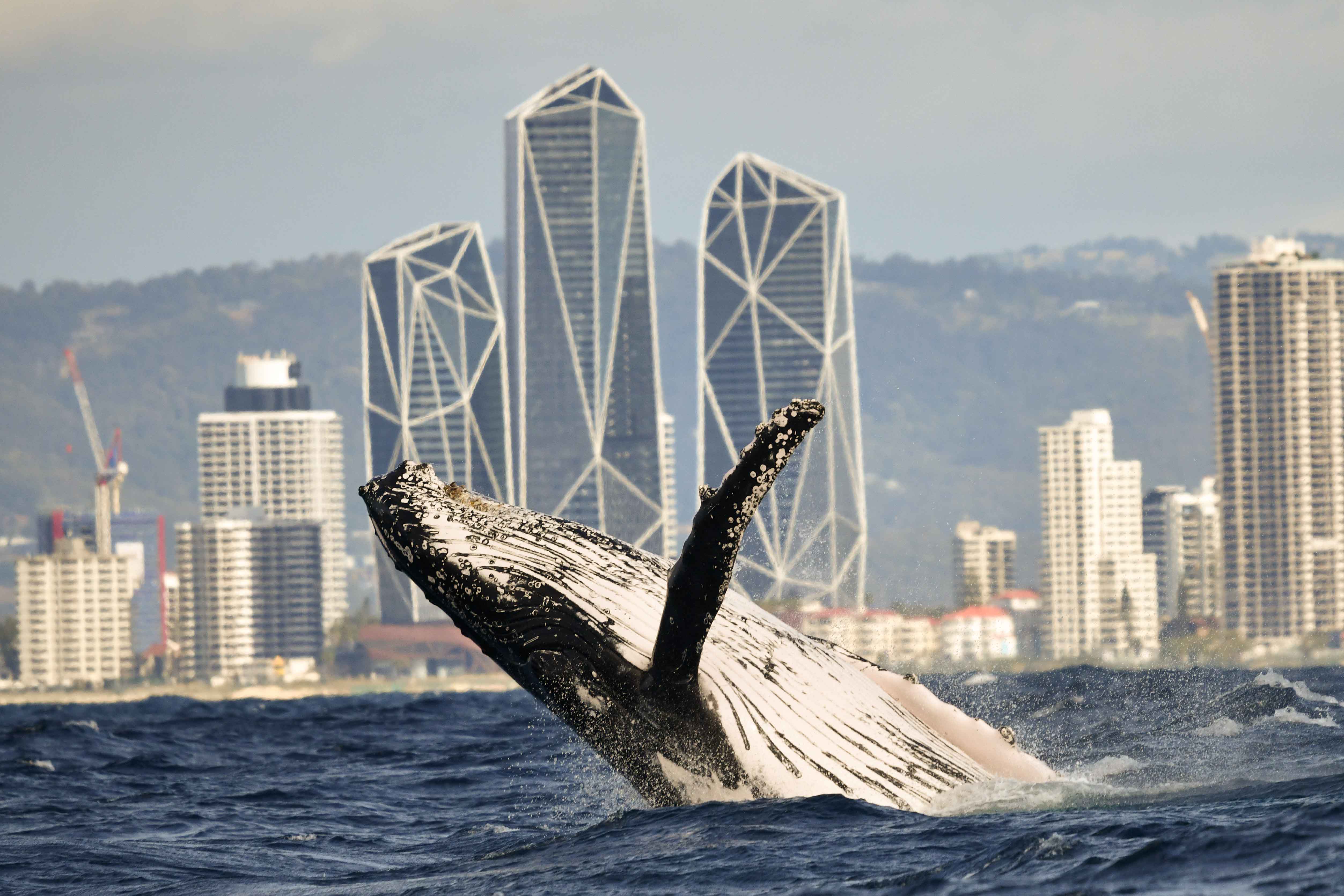 Humpback whale breach from Sun Goddess